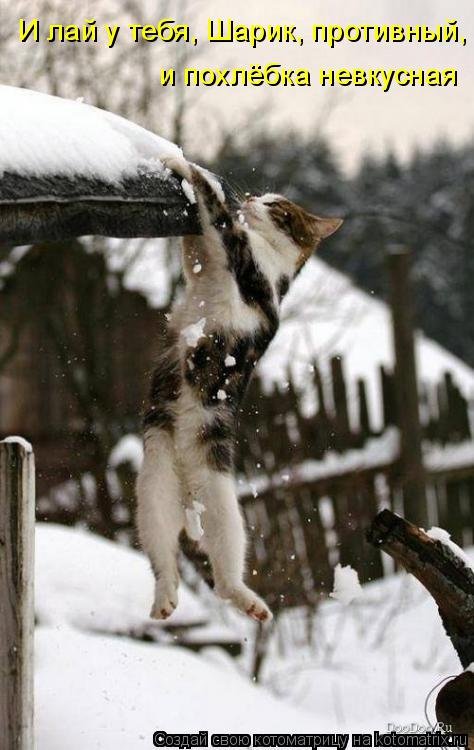 Лучшая котоматрица за неделю (31 шт) Лучшая котоматрица за неделю (31 шт)