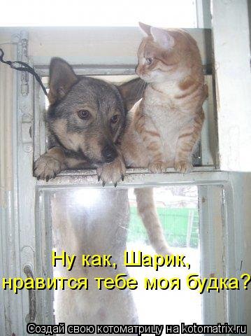 Лучшая котоматрица за неделю (31 шт) Лучшая котоматрица за неделю (31 шт)