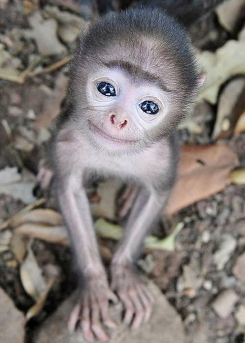 Животные, которые заразят вас своим смехом (33 фото)