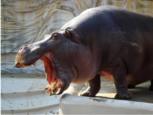 Животные, которые заразят вас своим смехом (33 фото)