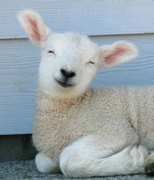 Животные, которые заразят вас своим смехом (33 фото)