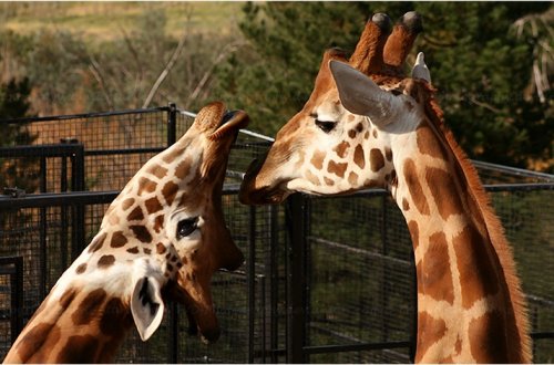 Животные, которые заразят вас своим смехом (33 фото)