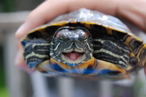 Животные, которые заразят вас своим смехом (33 фото)