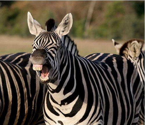 Животные, которые заразят вас своим смехом (33 фото)