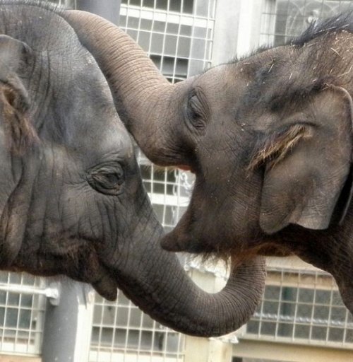 Животные, которые заразят вас своим смехом (33 фото)