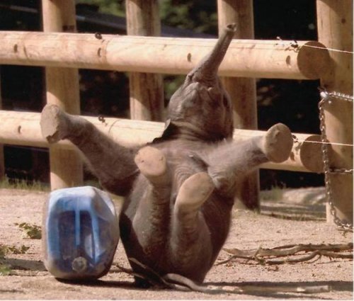 Животные, которые заразят вас своим смехом (33 фото)