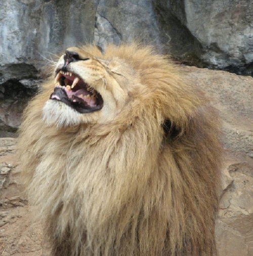 Животные, которые заразят вас своим смехом (33 фото)