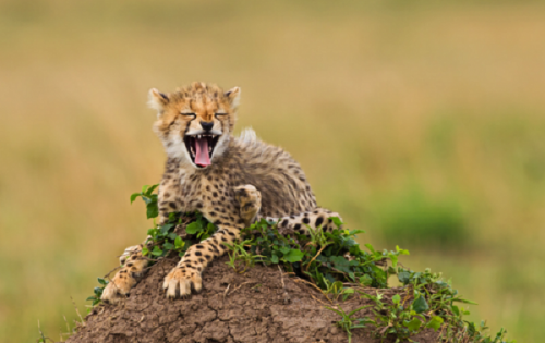 Животные, которые заразят вас своим смехом (33 фото)