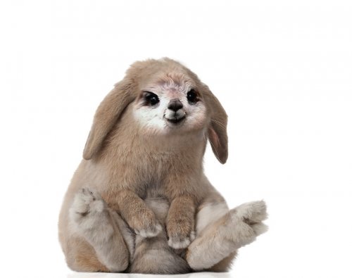 Животные-гибриды, которых, к счастью, не существует (36 фото)