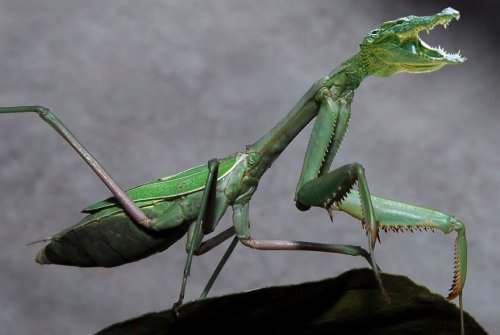 Животные-гибриды, которых, к счастью, не существует (36 фото)