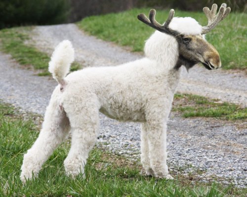 Животные-гибриды, которых, к счастью, не существует (36 фото)