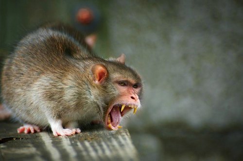 Животные-гибриды, которых, к счастью, не существует (36 фото)