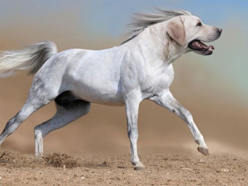 Животные-гибриды, которых, к счастью, не существует (36 фото)