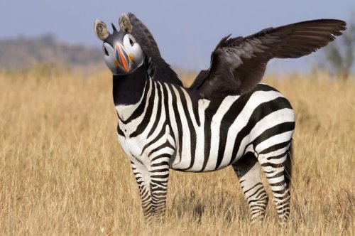 Животные-гибриды, которых, к счастью, не существует (36 фото)