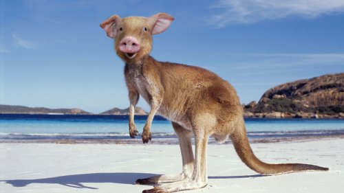 Животные-гибриды, которых, к счастью, не существует (36 фото)