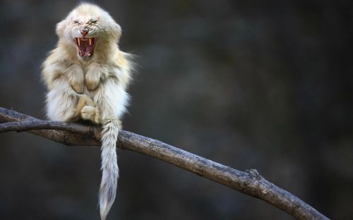 Животные-гибриды, которых, к счастью, не существует (36 фото)