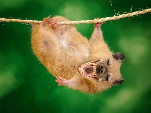 Животные-гибриды, которых, к счастью, не существует (36 фото)