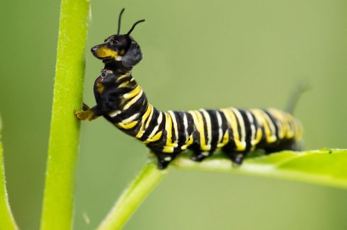 Животные-гибриды, которых, к счастью, не существует (36 фото)