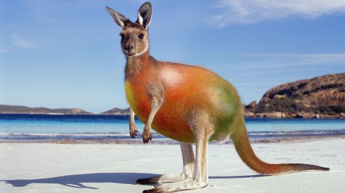 Животные-гибриды, которых, к счастью, не существует (36 фото)