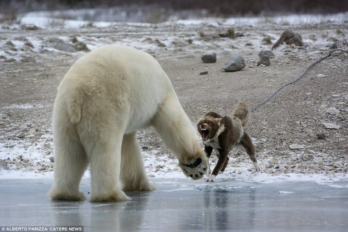 Отважный сторожевой пёс, который не испугался белого медведя (9 фото)