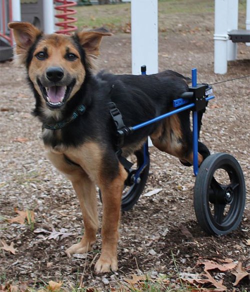 Трогательная история о Лео – щенке с парализованными задними лапами (16 фото)