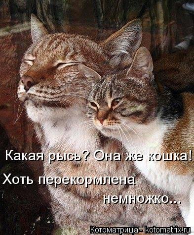 Лучшая котоматрица на Бугаге (29 шт) Лучшая котоматрица на Бугаге (29 шт)