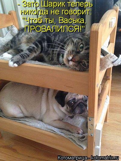 Лучшая котоматрица на Бугаге (29 шт) Лучшая котоматрица на Бугаге (29 шт)