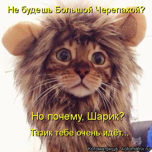 Лучшая котоматрица за неделю (32 фото) Лучшая котоматрица за неделю (32 фото)