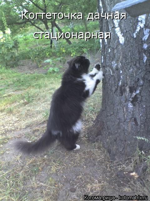 Лучшая котоматрица за неделю (32 фото) Лучшая котоматрица за неделю (32 фото)