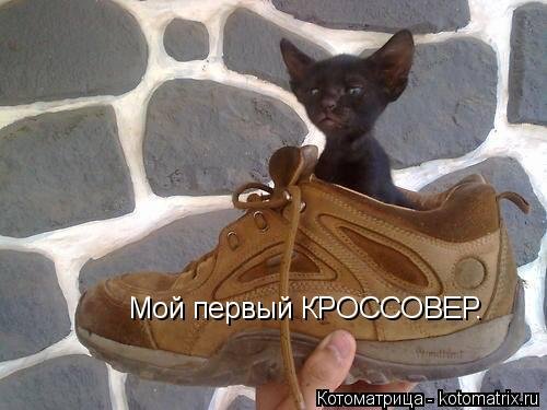 Свежая котоматрица (35 фото) Свежая котоматрица (35 фото)