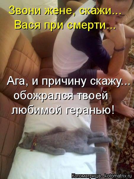 Свежая котоматрица (35 фото) Свежая котоматрица (35 фото)