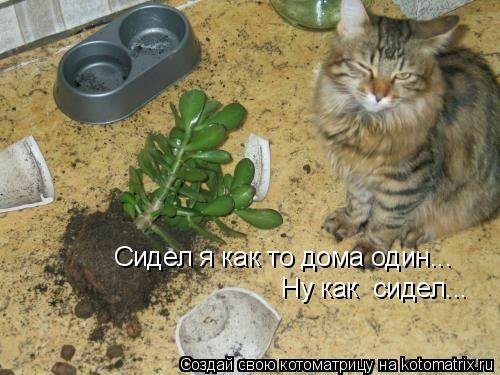 Свежая котоматрица (35 фото) Свежая котоматрица (35 фото)