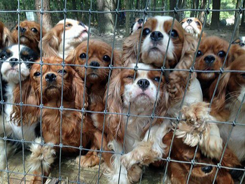 Добровольцы спасли 108 собак с племенной фермы (22 фото)