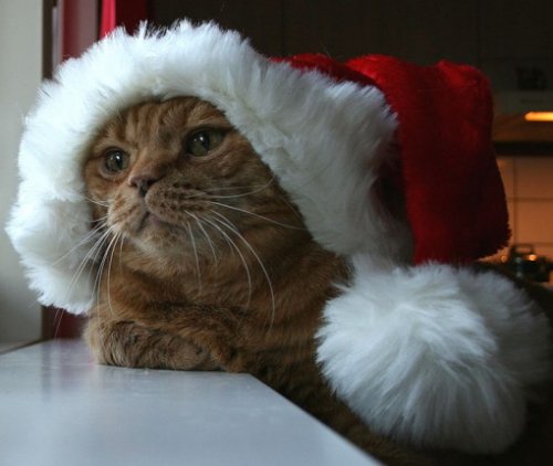 Кошки в шапках Санта-Клауса (10 фото)