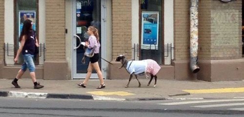 Чудаки и чудачки из социальных сетей (24 фото)