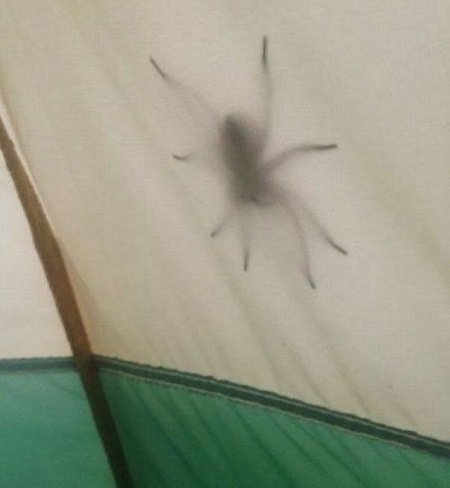 Худшие места, в которых можно обнаружить пауков (12 фото) Худшие места, в которых можно обнаружить пауков (12 фото)