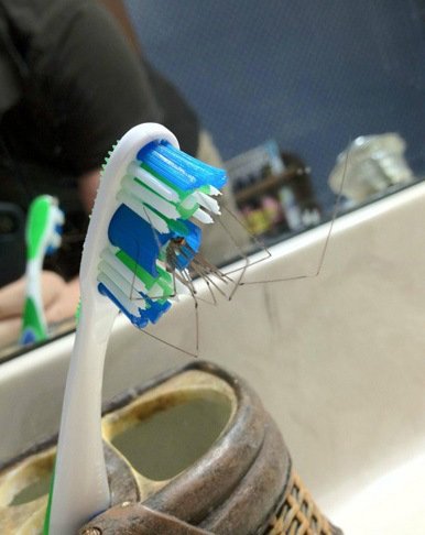 Худшие места, в которых можно обнаружить пауков (12 фото) Худшие места, в которых можно обнаружить пауков (12 фото)