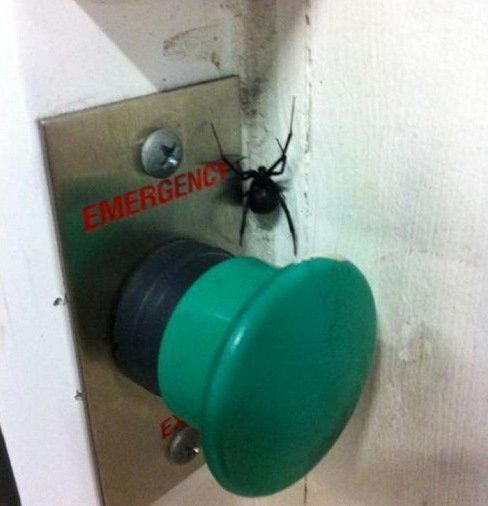 Худшие места, в которых можно обнаружить пауков (12 фото) Худшие места, в которых можно обнаружить пауков (12 фото)