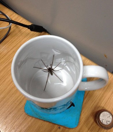 Худшие места, в которых можно обнаружить пауков (12 фото) Худшие места, в которых можно обнаружить пауков (12 фото)