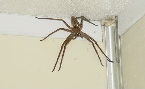 Худшие места, в которых можно обнаружить пауков (12 фото) Худшие места, в которых можно обнаружить пауков (12 фото)