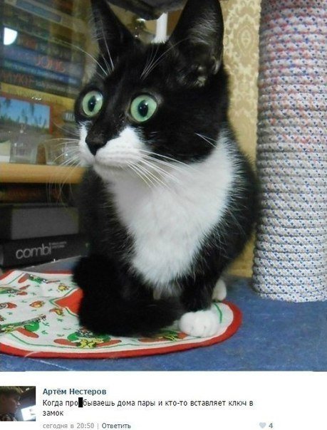 Прикольные комменты и смс-диалоги (34 фото) Прикольные комменты и смс-диалоги (34 фото)