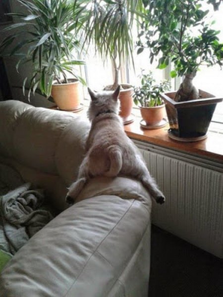 Собаки, которые решили побыть кошками (21 фото) Собаки, которые решили побыть кошками (21 фото)