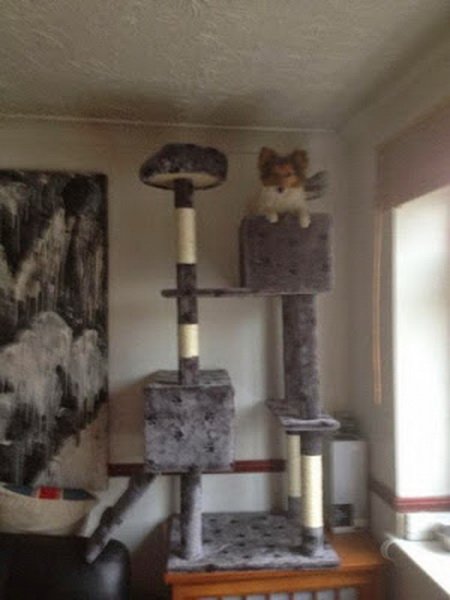 Собаки, которые решили побыть кошками (21 фото) Собаки, которые решили побыть кошками (21 фото)