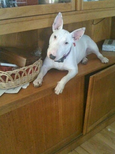 Собаки, которые решили побыть кошками (21 фото) Собаки, которые решили побыть кошками (21 фото)