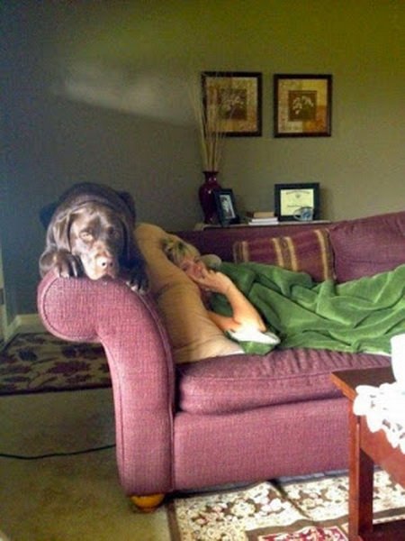 Собаки, которые решили побыть кошками (21 фото) Собаки, которые решили побыть кошками (21 фото)