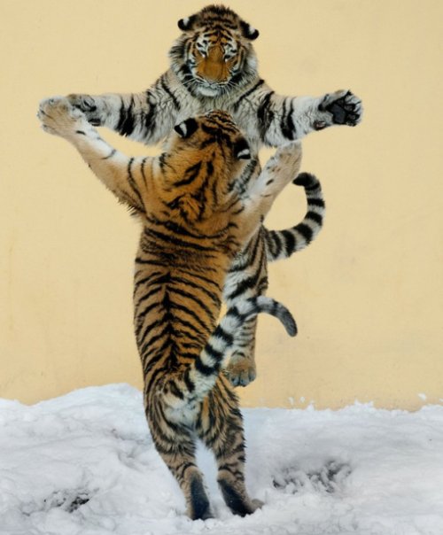 Топ-10: Фотографии животных в медленном танце