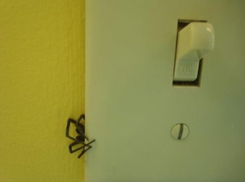 Худшие места, в которых можно обнаружить пауков (12 фото)