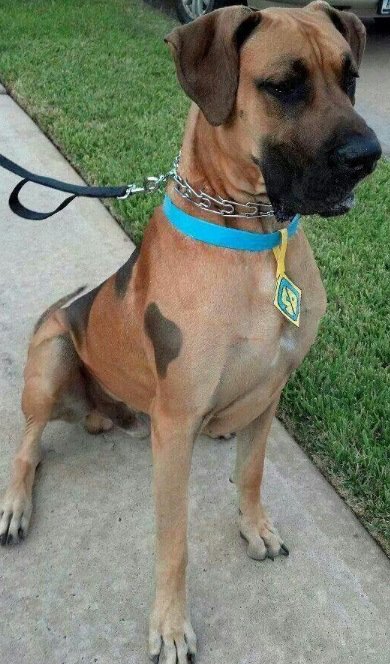 Собаки с сердечками на шерсти (10 фото) Собаки с сердечками на шерсти (10 фото)