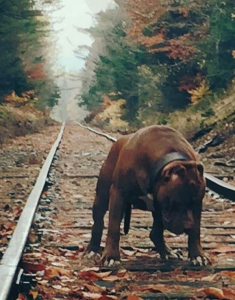 Халк, крупнейший питбуль на планете (22 фото) Халк, крупнейший питбуль на планете (22 фото)