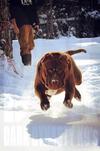 Халк, крупнейший питбуль на планете (22 фото) Халк, крупнейший питбуль на планете (22 фото)